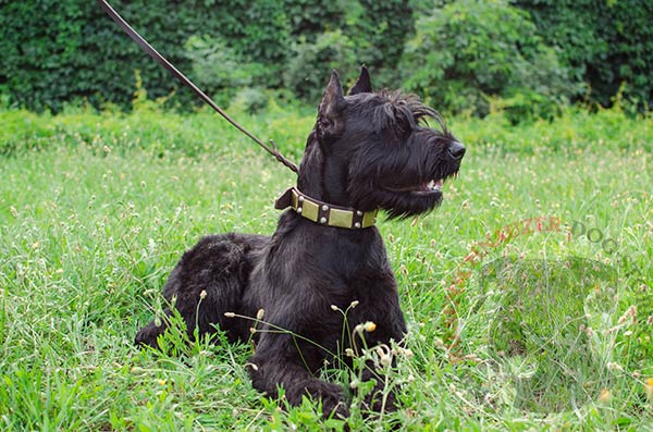 Selected leather dog collar with massive plates and small cones