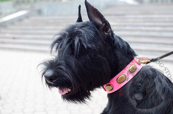 Riesenschnauzer pink collar