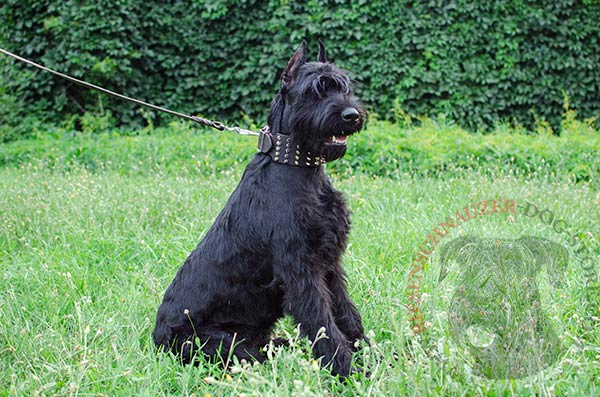 Extra wide leather collar for Riesenschnauzer