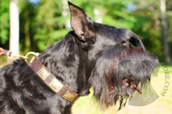 Exquisite leather dog collar with amazing brass plates for Riesenschnauzer