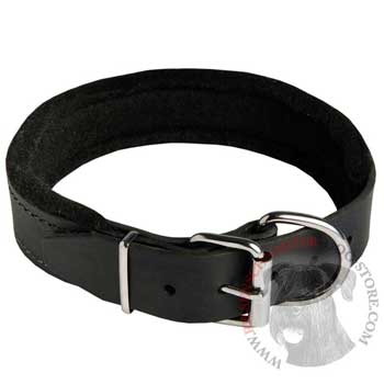 Padded Walking Gear for Riesenschnauzer Training