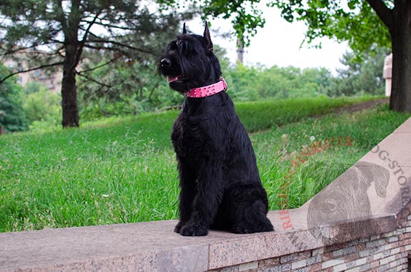 Decorated with polished spikes pink Riesenschnauzer collar