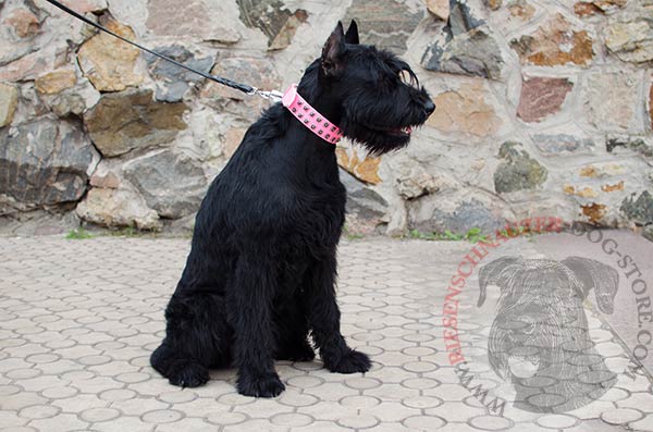 Pink leather collar for female Riesenschnauzer