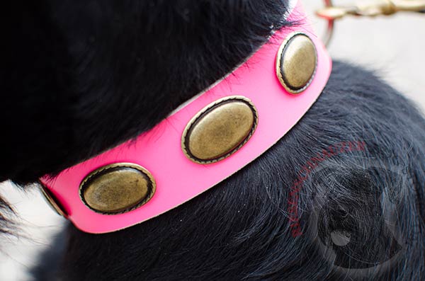 Massive brass plates on stylish  Riesenschnauzer collar
