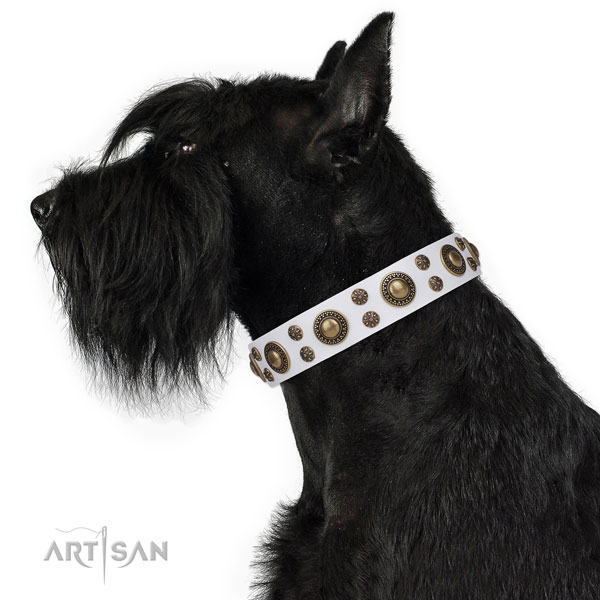 Fancy walking adorned dog collar of quality material