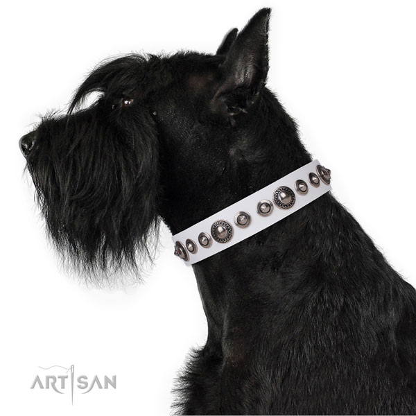 Incredible studded leather dog collar for fancy walking