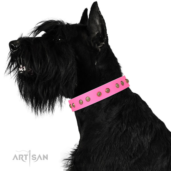 Remarkable decorations on basic training full grain genuine leather dog collar