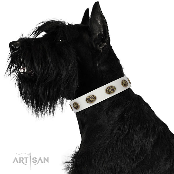 Stylish studs on everyday walking full grain natural leather dog collar