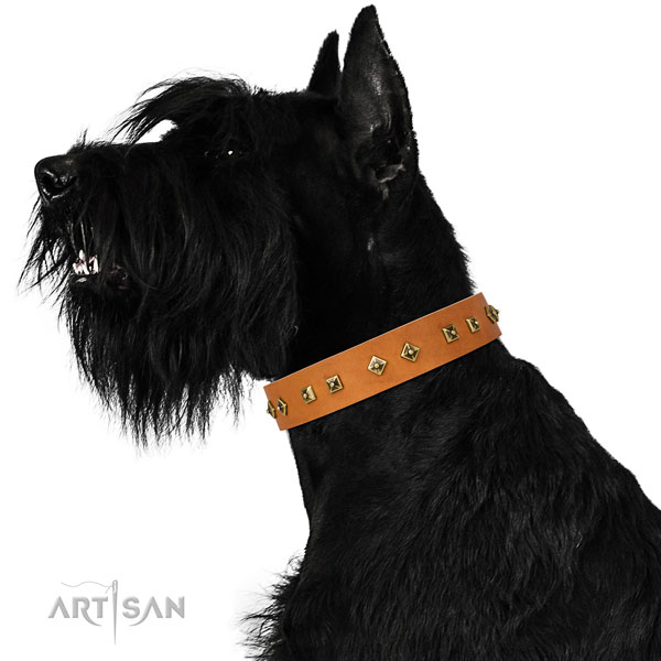 Amazing studs on daily walking dog collar