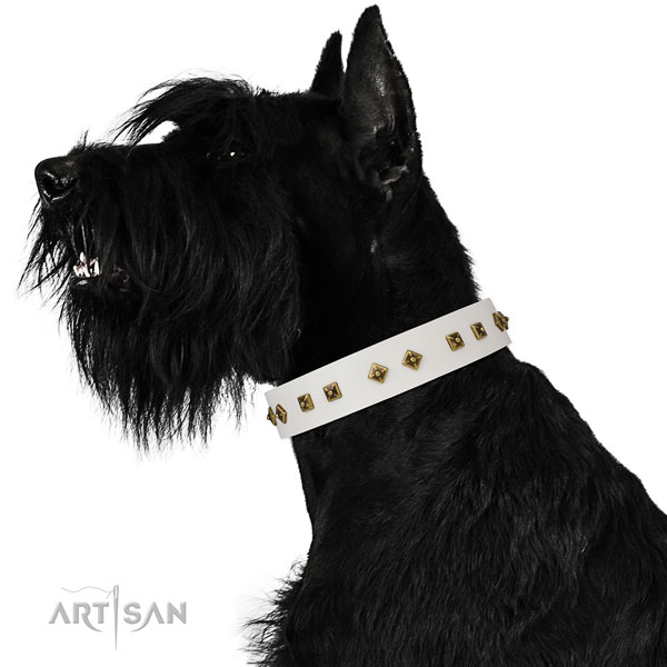 Stylish decorations on fancy walking dog collar