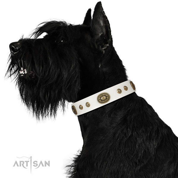Designer studs on daily use dog collar