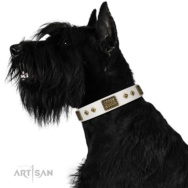 Fancy walking dog collar of natural leather with stylish embellishments