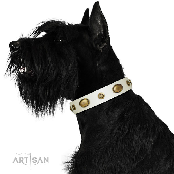 Stylish walking dog collar of leather with amazing studs
