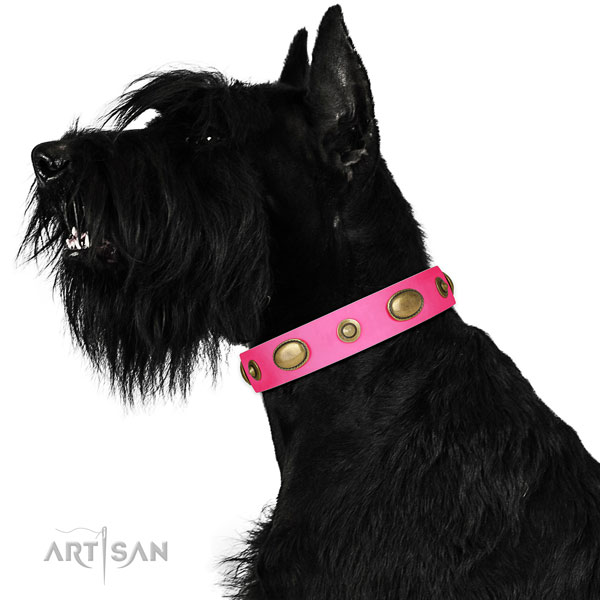 Daily use dog collar of natural leather with remarkable studs
