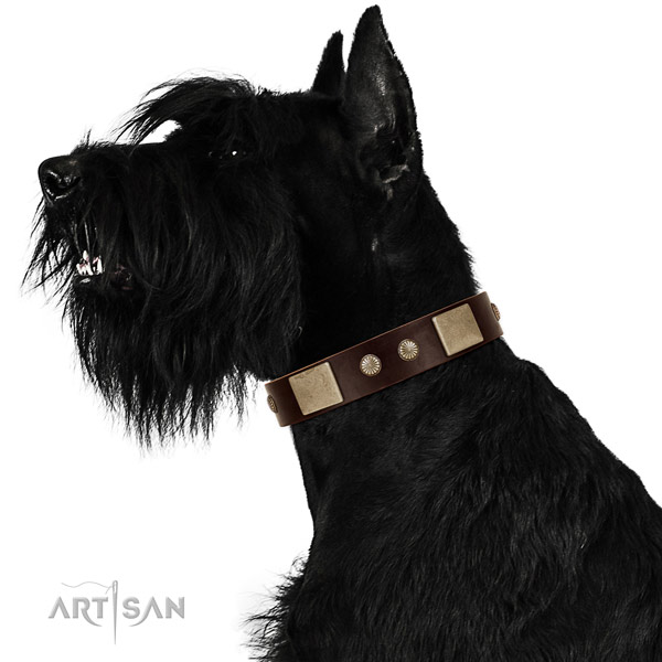 Corrosion proof traditional buckle on full grain genuine leather dog collar for basic training