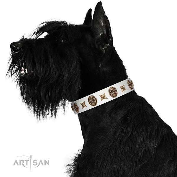 Top notch dog collar created for your attractive dog