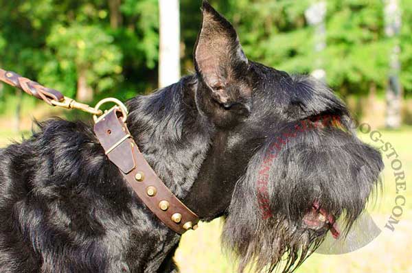 Leather Riesenschnauzer Collar with Hand Set Brass Pyramids