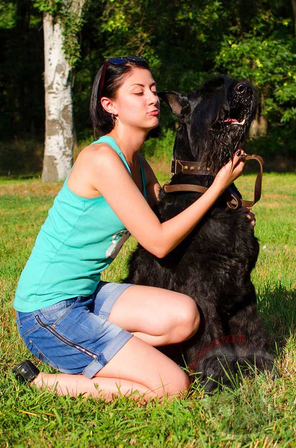 Fashionable Brass Studded Leather Riesenschnauzer Collar for Daily Dog Walking