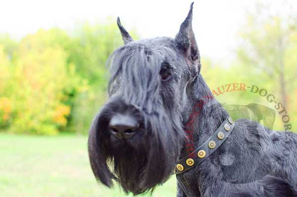 Safe Walking Riesenschnauzer Studded Leather Collar