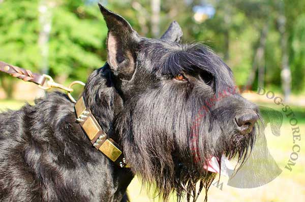 Fashiobable Riesenschnauzer Leather Collar with Brass Plates and Nickel Spikes