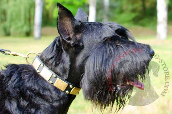 Leather Collar for Riesenschnauzer with Massive Brass Plates and Studs