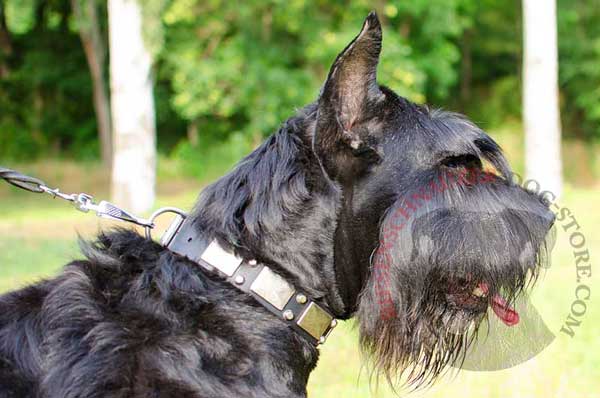 Decorated Leather Collar for Riesenschnauzer Walking in Style