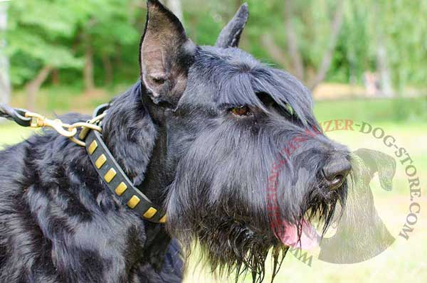 Leather Collar for Riesenschnauzer with Rust Resistant Plates