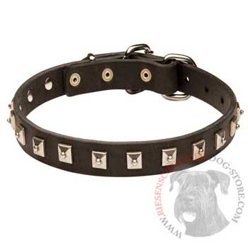 Riesenschnauzer Walking   Leather Collar with Studs