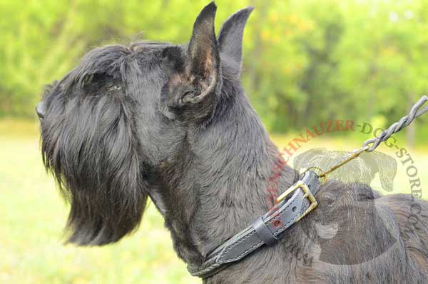 Well-fitting leather Riesenschnauzer collar destined to create maximal comfort 