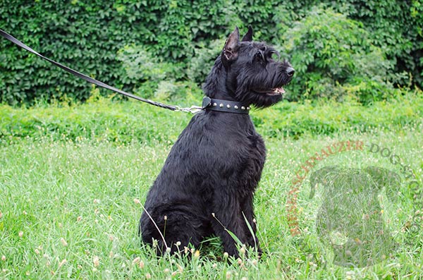 long lasting leather dog collat with rust-proof fittings