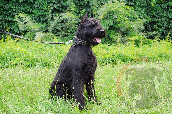 Spikes and studded leather collar for Riesenschnauzer
