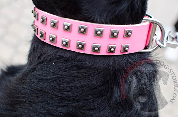Pink leather Riesenschnauzer collar decorated with silver-like studs