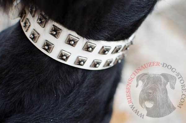 Dainty white collar with nickel-plated dotted syuds