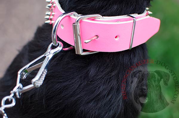 Strong leather Riesenschnauzer collar with riveted hardware