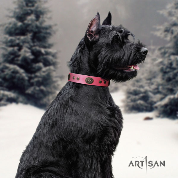 Riesenschnauzer daily walking natural leather collar for your attractive four-legged friend