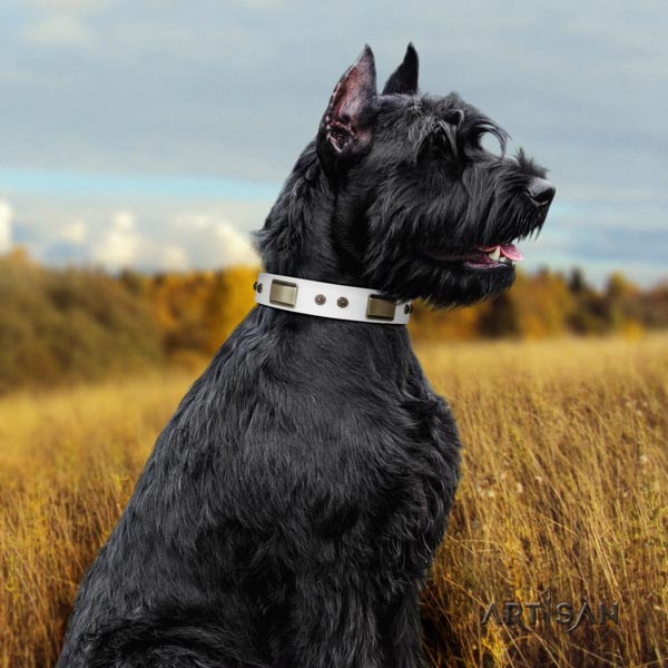 Riesenschnauzer walking full grain natural leather collar with embellishments for your dog