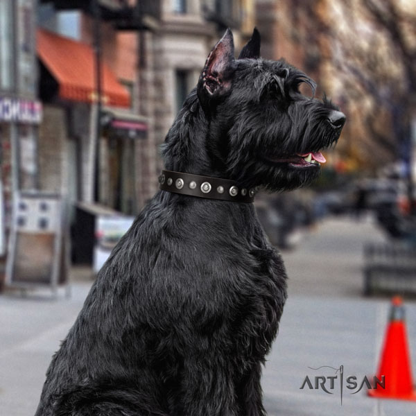 Riesenschnauzer easy wearing genuine leather collar with embellishments for your four-legged friend