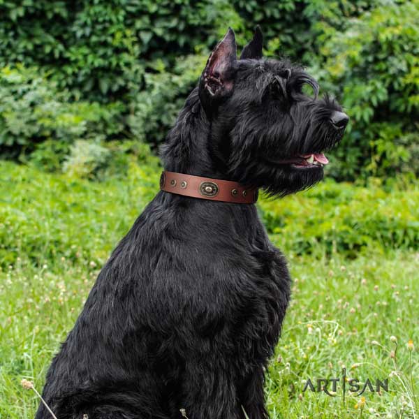 Riesenschnauzer basic training full grain leather collar for your lovely dog