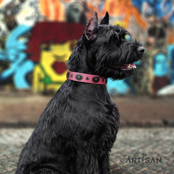 Riesenschnauzer comfy wearing full grain leather collar for your stylish dog