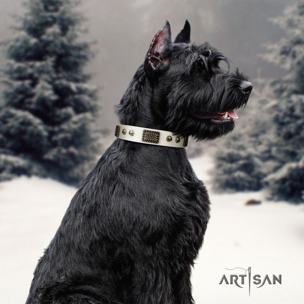 Riesenschnauzer daily walking full grain natural leather collar with adornments for your dog