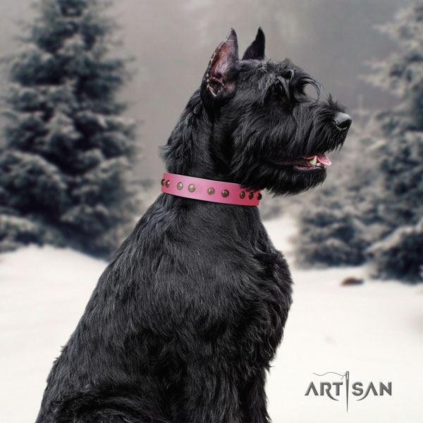 Riesenschnauzer walking natural leather collar with adornments for your four-legged friend