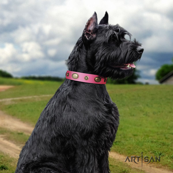 Riesenschnauzer everyday use leather collar with decorations for your canine