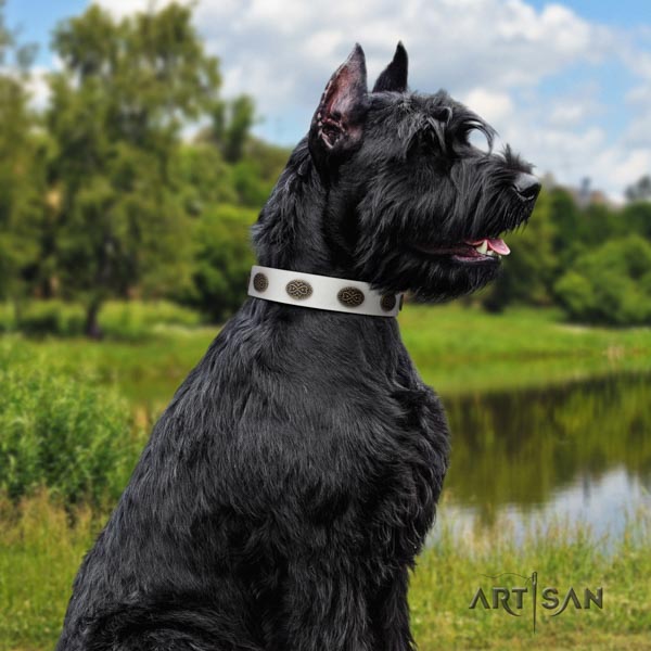 Riesenschnauzer comfy wearing full grain natural leather collar with studs for your dog