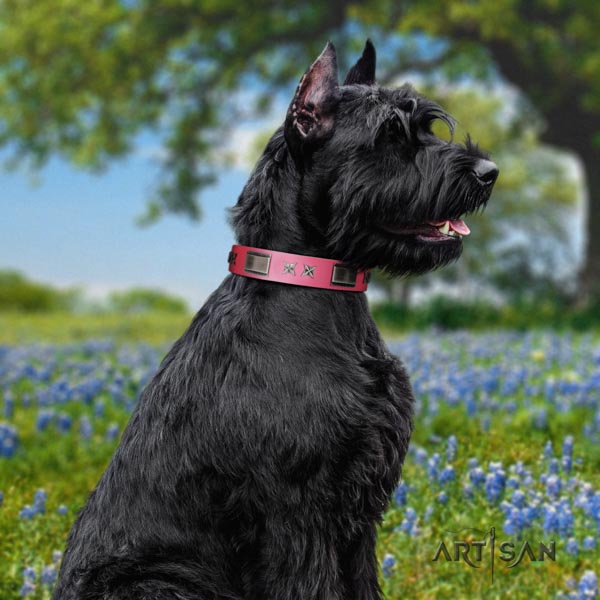 Riesenschnauzer daily walking full grain genuine leather collar with embellishments for your doggie