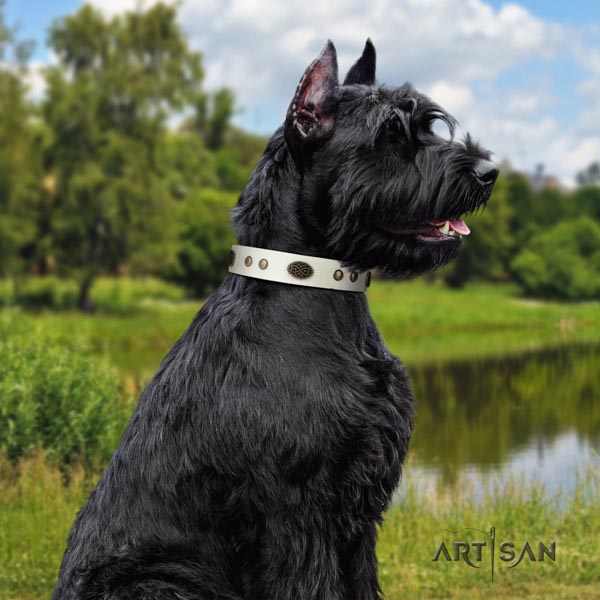 Riesenschnauzer daily walking full grain leather collar with studs for your pet