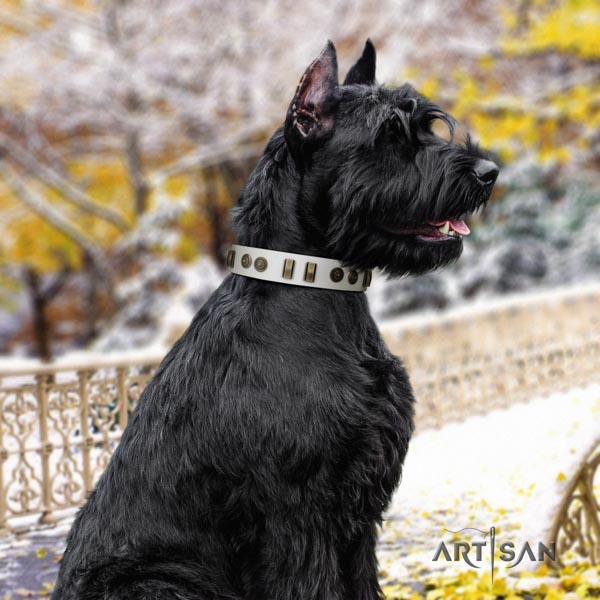 Riesenschnauzer walking leather collar with studs for your four-legged friend