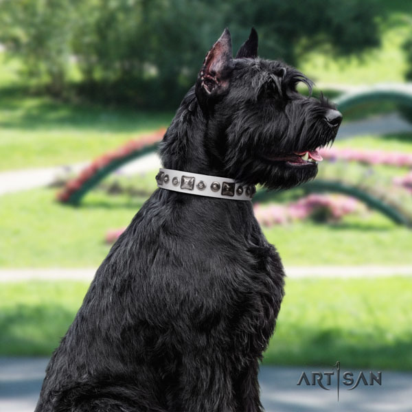 Riesenschnauzer daily use full grain leather collar for your stylish dog