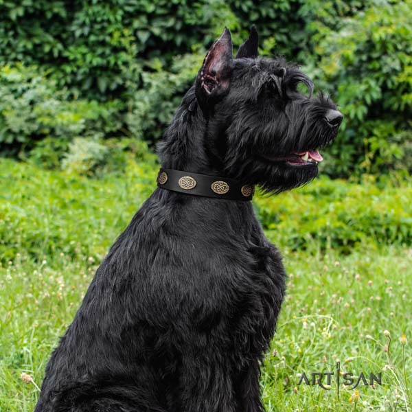 Riesenschnauzer everyday walking natural leather collar with decorations for your canine