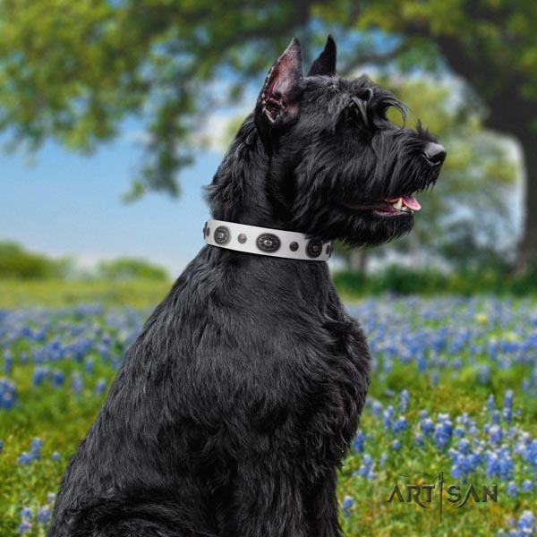 Riesenschnauzer comfortable wearing full grain natural leather collar for your impressive pet