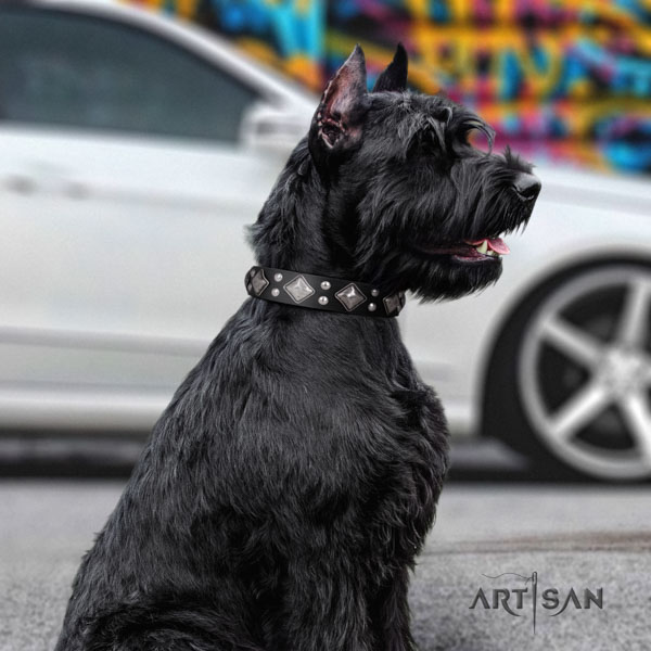 Riesenschnauzer daily walking natural leather collar with studs for your dog